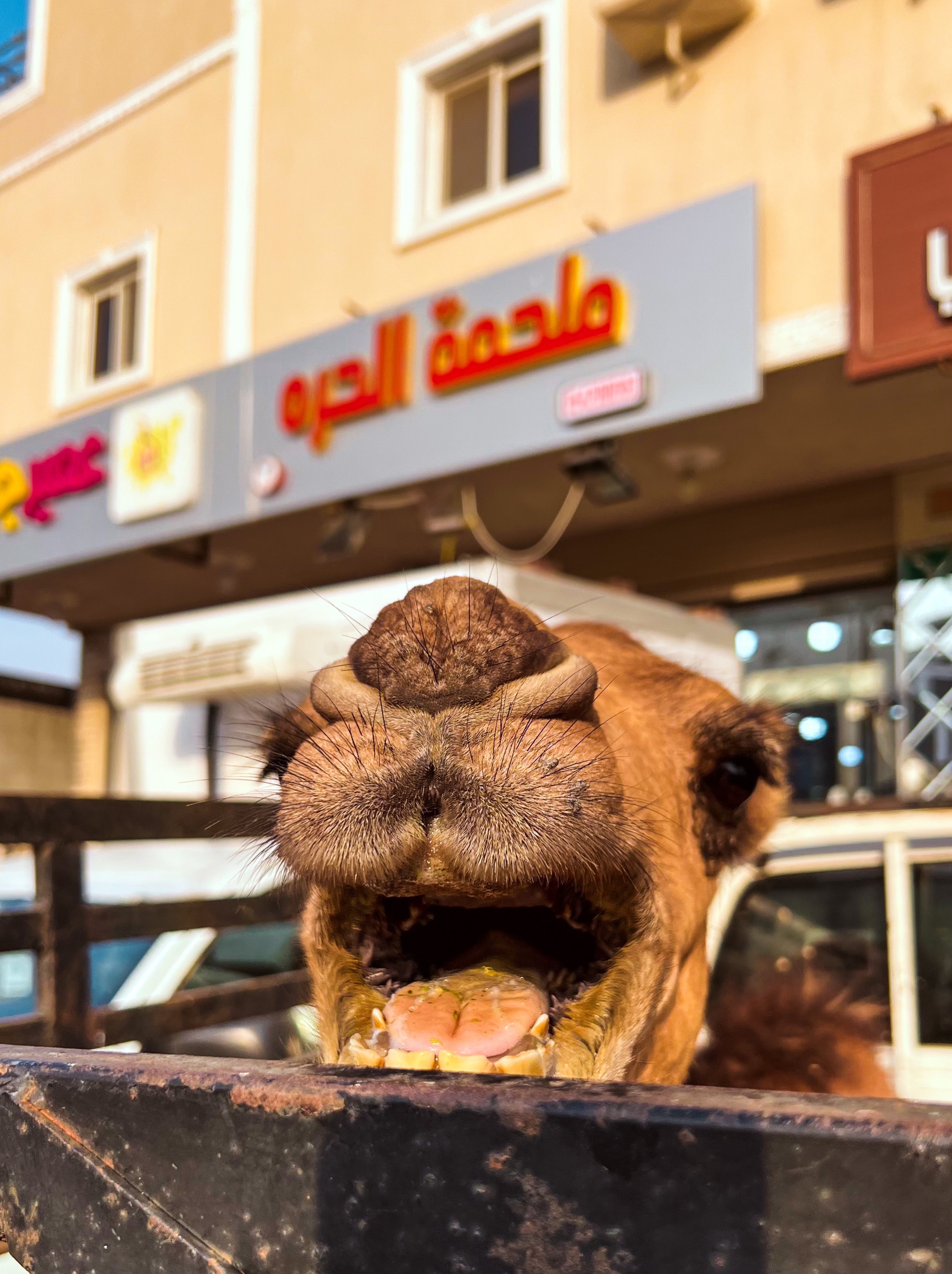 ملحمة الحرة